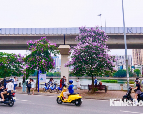 Phê duyệt điều chỉnh chỉnh cục bộ Quy hoạch chi tiết tại phường Ô Chợ Dừa